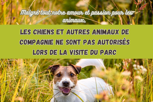 Les animaux domestiques ne sont pas autorisés lors de la visite du parc