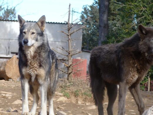Refuge animalier du parc de Ginasservis : 250 animaux de tous les continents à venir rencontrer dans le Verdon