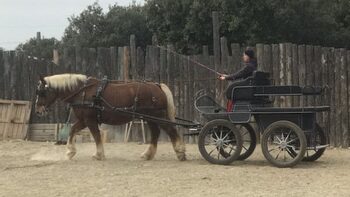 Parc de Ginasservis : rencontre des animaux et activités en plein air