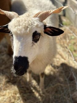 Parc de Ginasservis : rencontre des animaux et activités en plein air