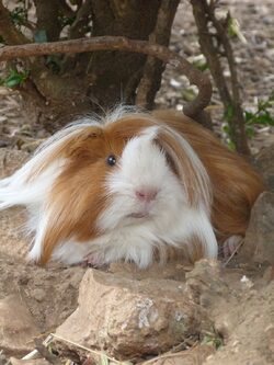 Parc de Ginasservis : rencontre des animaux et activités en plein air