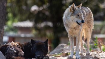 Parc de Ginasservis : rencontre des animaux et activités en plein air