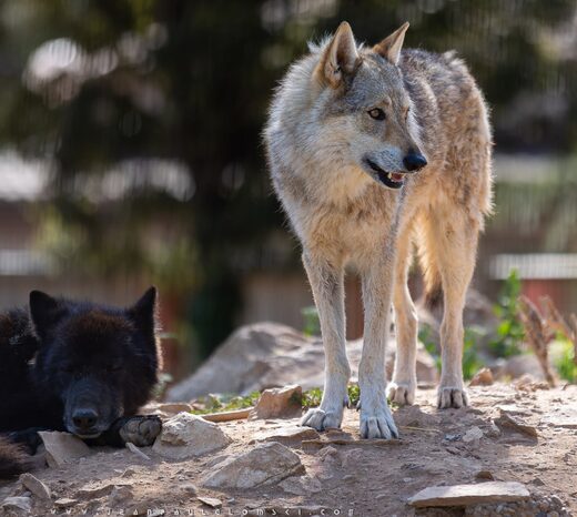 Parc de Ginasservis : rencontre des animaux et activités en plein air