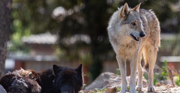 Dormir avec les Loups (chien-loup) au Parc de Ginasservis : nuit insolite et sauvage dans le Var