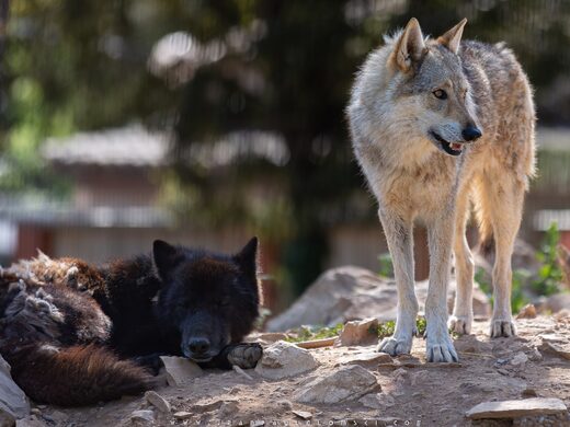 Tous nos animaux : de la ferme pédagogique aux chiens-loups (Var)