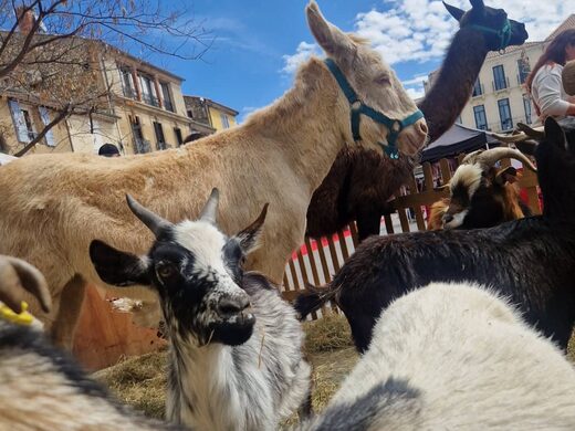La Ferme Itinérante : nos animaux s&#8217;invitent chez vous en région PACA