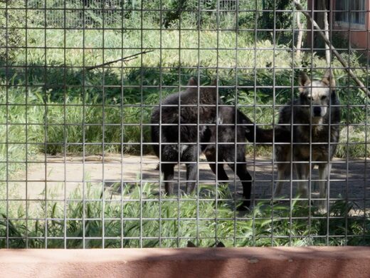 Dormir avec les Loups (chien-loup) au Parc de Ginasservis : nuit insolite et sauvage dans le Var