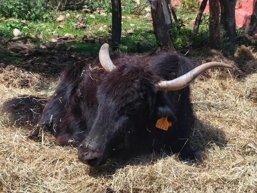 Tous nos animaux : de la ferme pédagogique aux chiens-loups (Var)