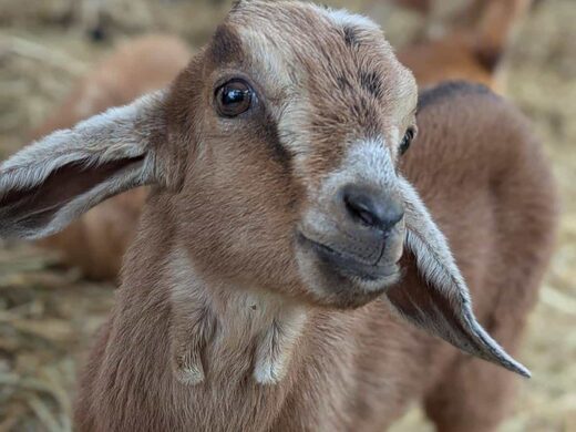 La Ferme Itinérante : nos animaux s&#8217;invitent chez vous en région PACA